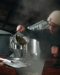 𝗟𝗲𝘀 𝗵𝗼𝘂𝗯𝗹𝗼𝗻𝘀 𝗱𝗼𝗻𝗻𝗲𝗻𝘁 𝗹'𝗮𝗺𝗲𝗿𝘁𝘂𝗺𝗲 𝗲𝘁 𝗹𝗲 𝗰𝗮𝗿𝗮𝗰𝘁𝗲̀𝗿𝗲 𝗮̀ 𝗻𝗼𝘀 𝗯𝗶𝗲̀𝗿𝗲𝘀 🔥
Le houblon est l'un des ingrédients principaux de la bière. Parfois au premier plan, parfois discret, aux notes d'agrumes, de noix de coco ou de raisin blanc, il donne du caractère et apporte l'amertume à nos bières.

Chez Weitam, les styles de houblons que nous utilisons sont soigneusement sélectionnés pour sublimer l'aromatique de nos bières. Le Nelson Sauvin, par exemple, équilibre les notes sucrées de notre feu follet en apportant des notes de sauvignon blanc.

photo : @julien_orssaud

#weitam #weitammicrobrasserie #weitambrasserie #brasserietoulousaine #brasseurtoulousain #brewingbeer #craftbeerfrance #craftbeertoulouse #bièresdhiver #biereartisanale #toulousefood #toulouse#houblon #hop #nelsonsauvin #amberale